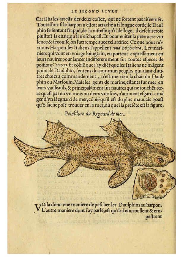 Reproducción/Reproduction 5998941562: L'histoire naturelle des estranges poissons marins A Paris :De l'imprimerie de Regnaud Chaudiere,1551