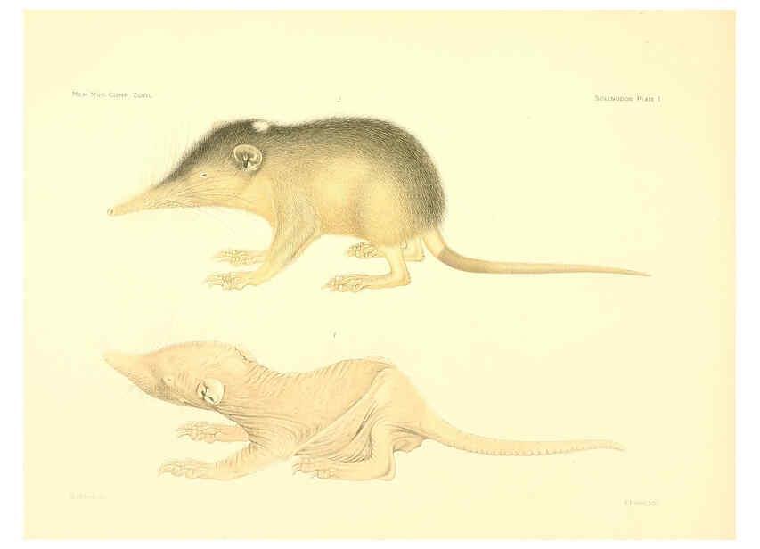 Reproducción/Reproduction 5998417277: Solenodon paradoxus Cambridge, U.S.A. :Printed for the Museum,1910