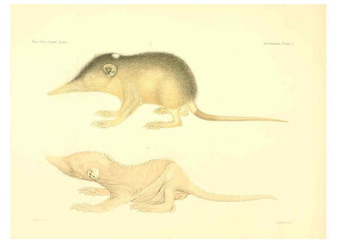 Reproducción/Reproduction 5998417277: Solenodon paradoxus Cambridge, U.S.A. :Printed for the Museum,1910