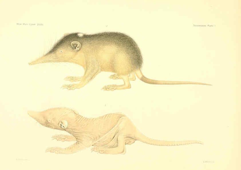Reproducción/Reproduction 5998417277: Solenodon paradoxus Cambridge, U.S.A. :Printed for the Museum,1910