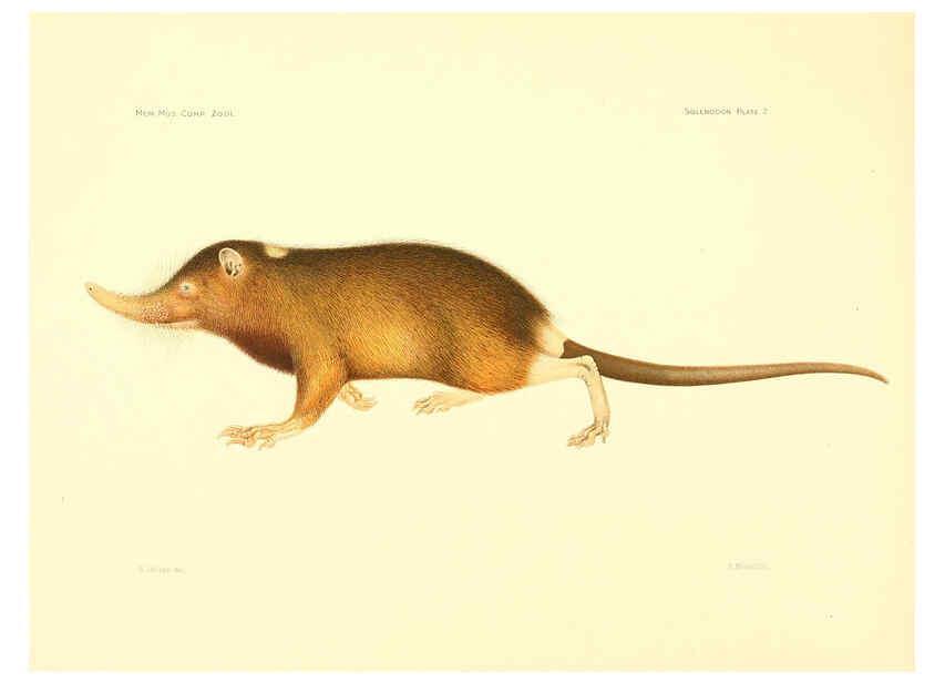 Reproducción/Reproduction 5998417635: Solenodon paradoxus Cambridge, U.S.A. :Printed for the Museum,1910