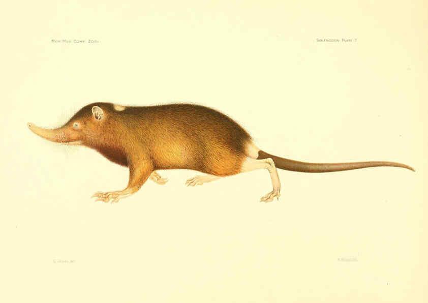 Reproducción/Reproduction 5998417635: Solenodon paradoxus Cambridge, U.S.A. :Printed for the Museum,1910