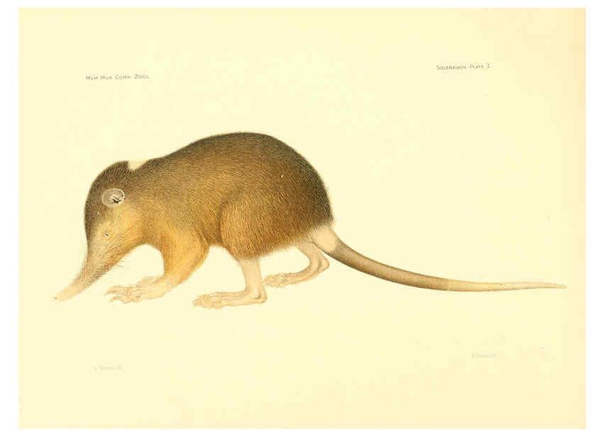 Reproducción/Reproduction 5998965844: Solenodon paradoxus Cambridge, U.S.A. :Printed for the Museum,1910
