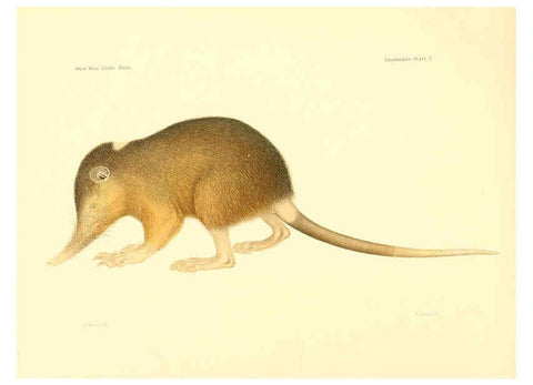 Reproducción/Reproduction 5998965844: Solenodon paradoxus Cambridge, U.S.A. :Printed for the Museum,1910