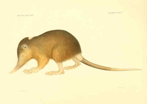 Reproducción/Reproduction 5998965844: Solenodon paradoxus Cambridge, U.S.A. :Printed for the Museum,1910