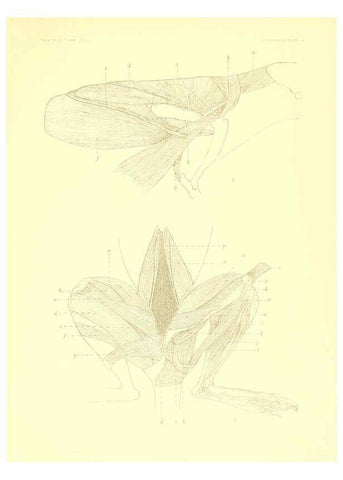 Reproducción/Reproduction 5998418177: Solenodon paradoxus Cambridge, U.S.A. :Printed for the Museum,1910