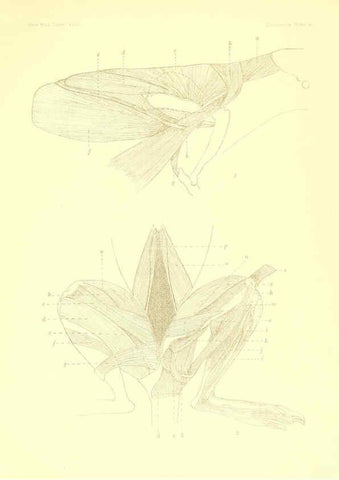 Reproducción/Reproduction 5998418177: Solenodon paradoxus Cambridge, U.S.A. :Printed for the Museum,1910