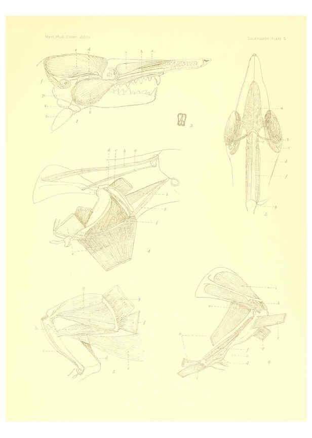 Reproducción/Reproduction 5998418387: Solenodon paradoxus Cambridge, U.S.A. :Printed for the Museum,1910