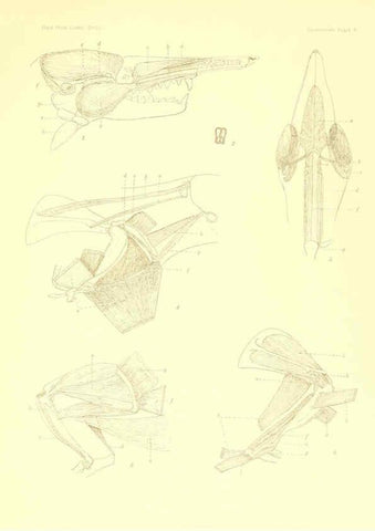Reproducción/Reproduction 5998418387: Solenodon paradoxus Cambridge, U.S.A. :Printed for the Museum,1910