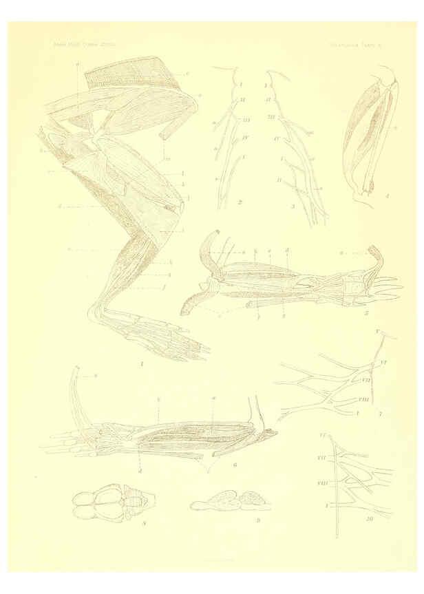 Reproducción/Reproduction 5998418607: Solenodon paradoxus Cambridge, U.S.A. :Printed for the Museum,1910