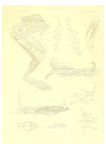 Reproducción/Reproduction 5998418607: Solenodon paradoxus Cambridge, U.S.A. :Printed for the Museum,1910