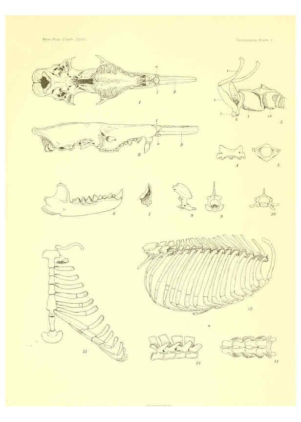 Reproducción/Reproduction 5998418855: Solenodon paradoxus Cambridge, U.S.A. :Printed for the Museum,1910