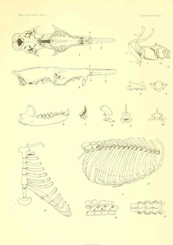 Reproducción/Reproduction 5998418855: Solenodon paradoxus Cambridge, U.S.A. :Printed for the Museum,1910