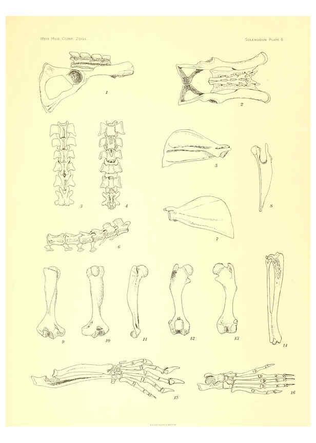 Reproducción/Reproduction 5998419311: Solenodon paradoxus Cambridge, U.S.A. :Printed for the Museum,1910
