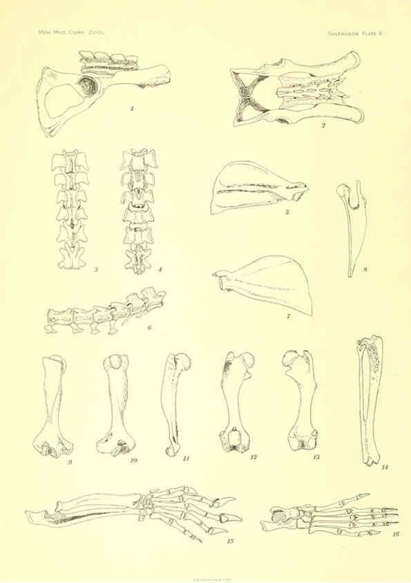 Reproducción/Reproduction 5998419311: Solenodon paradoxus Cambridge, U.S.A. :Printed for the Museum,1910