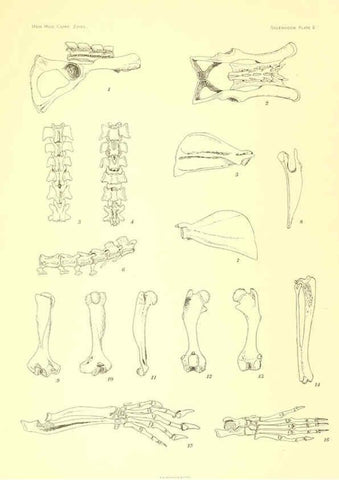 Reproducción/Reproduction 5998419311: Solenodon paradoxus Cambridge, U.S.A. :Printed for the Museum,1910