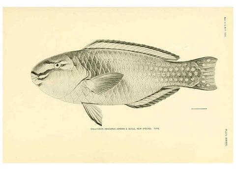 Reproducción/Reproduction 5998445267: The fishes of Samoa Washington,Government print off.,1906