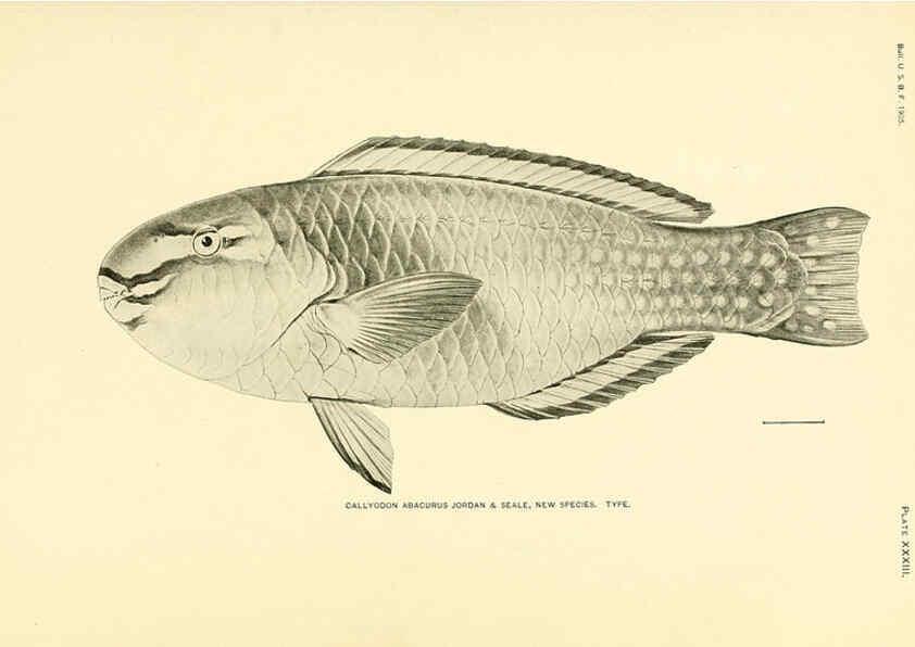 Reproducción/Reproduction 5998445267: The fishes of Samoa Washington,Government print off.,1906
