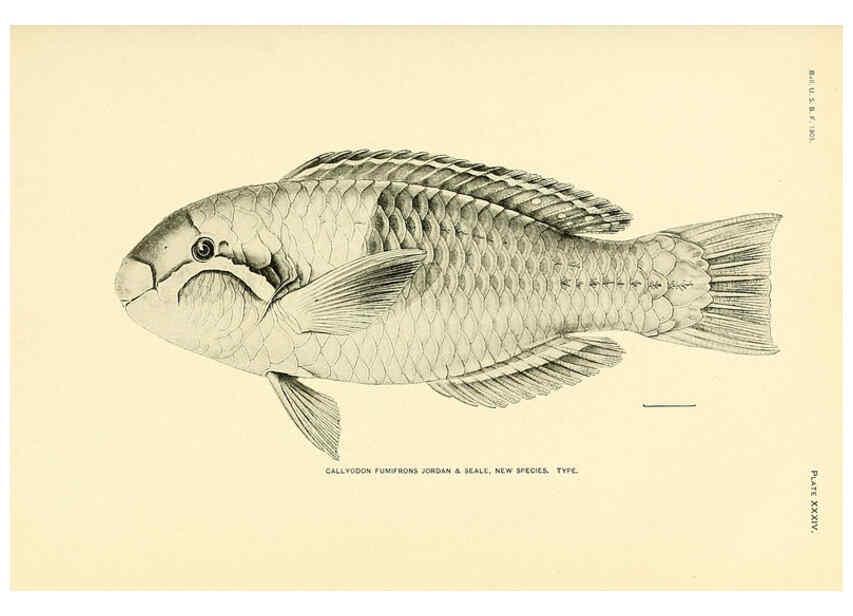 Reproducción/Reproduction 5998445651: The fishes of Samoa Washington,Government print off.,1906