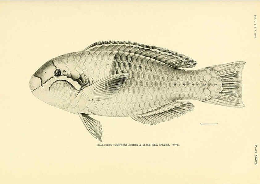 Reproducción/Reproduction 5998445651: The fishes of Samoa Washington,Government print off.,1906