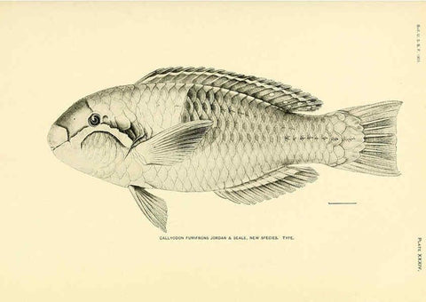 Reproducción/Reproduction 5998445651: The fishes of Samoa Washington,Government print off.,1906
