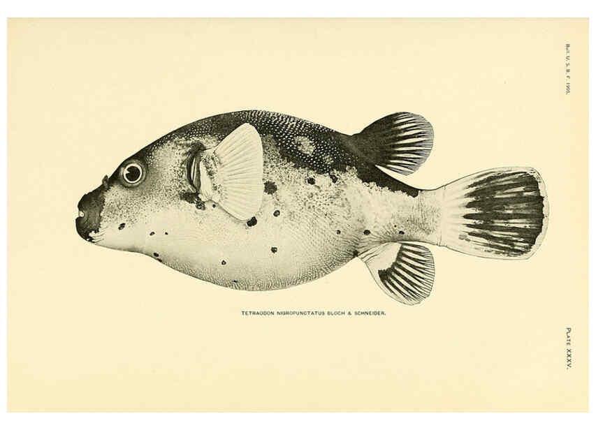 Reproducción/Reproduction 5998994244: The fishes of Samoa Washington,Government print off.,1906