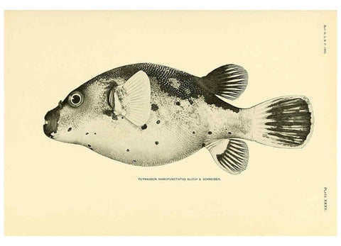 Reproducción/Reproduction 5998994244: The fishes of Samoa Washington,Government print off.,1906