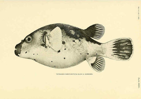 Reproducción/Reproduction 5998994244: The fishes of Samoa Washington,Government print off.,1906