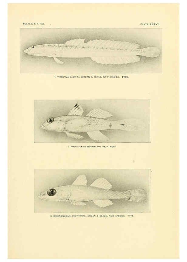 Reproducción/Reproduction 5998446843: The fishes of Samoa Washington,Government print off.,1906