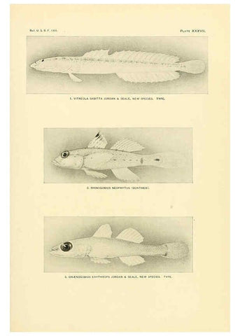 Reproducción/Reproduction 5998446843: The fishes of Samoa Washington,Government print off.,1906