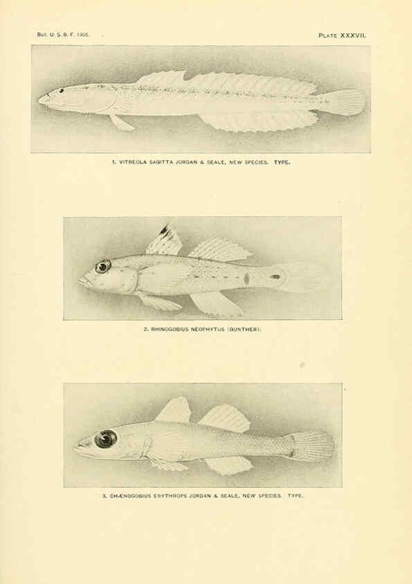 Reproducción/Reproduction 5998446843: The fishes of Samoa Washington,Government print off.,1906