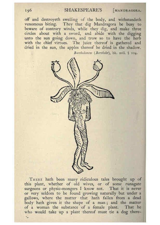 Reproducción/Reproduction 5998613351: Natural history in Shakespeare's time London :E. Stock,1896