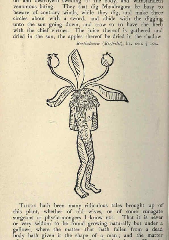 Reproducción/Reproduction 5998613351: Natural history in Shakespeare's time London :E. Stock,1896