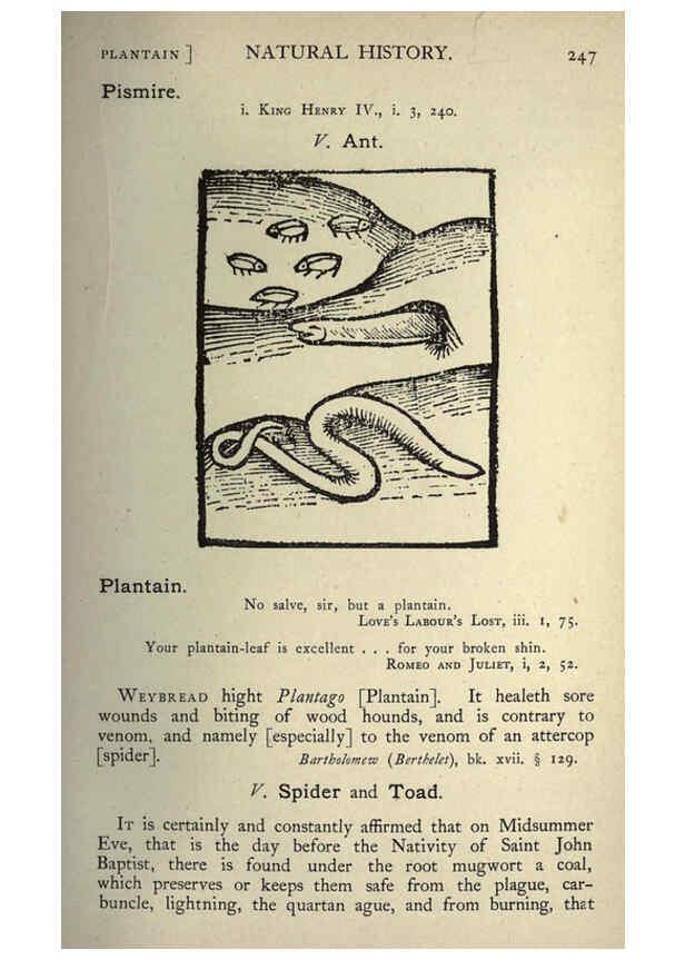 Reproducción/Reproduction 5998629719: Natural history in Shakespeare's time London :E. Stock,1896