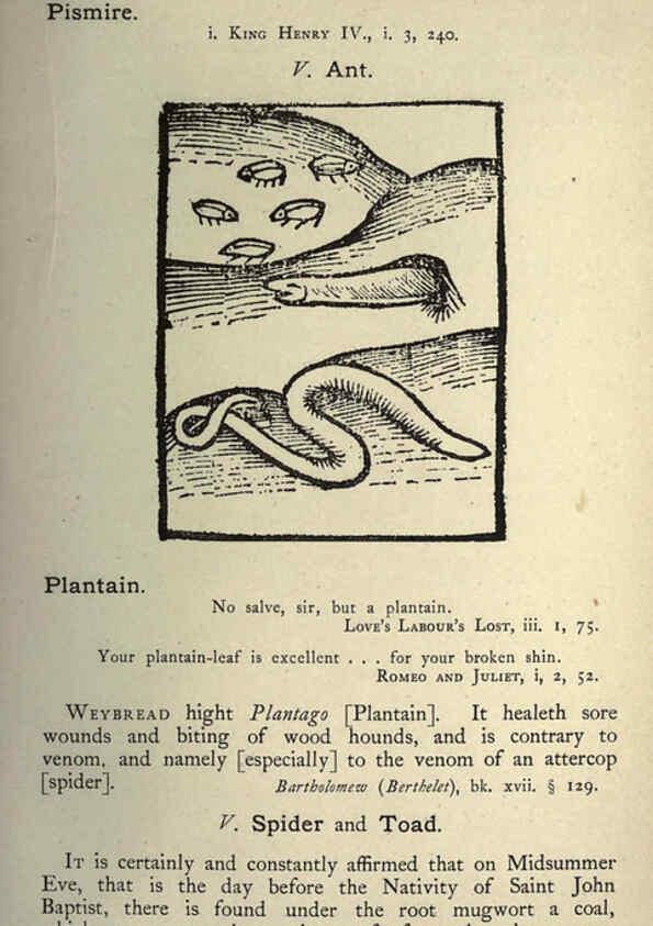 Reproducción/Reproduction 5998629719: Natural history in Shakespeare's time London :E. Stock,1896
