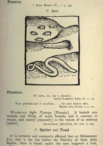 Reproducción/Reproduction 5998629719: Natural history in Shakespeare's time London :E. Stock,1896