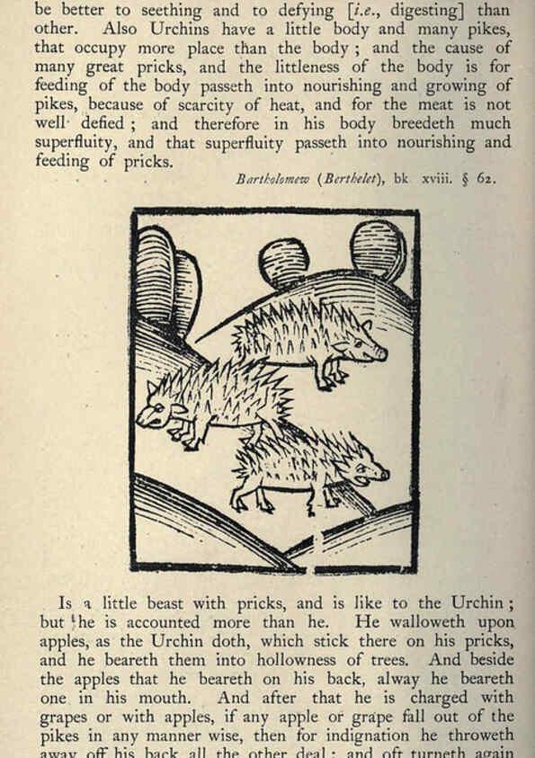Reproducción/Reproduction 5999155160: Natural history in Shakespeare's time London :E. Stock,1896