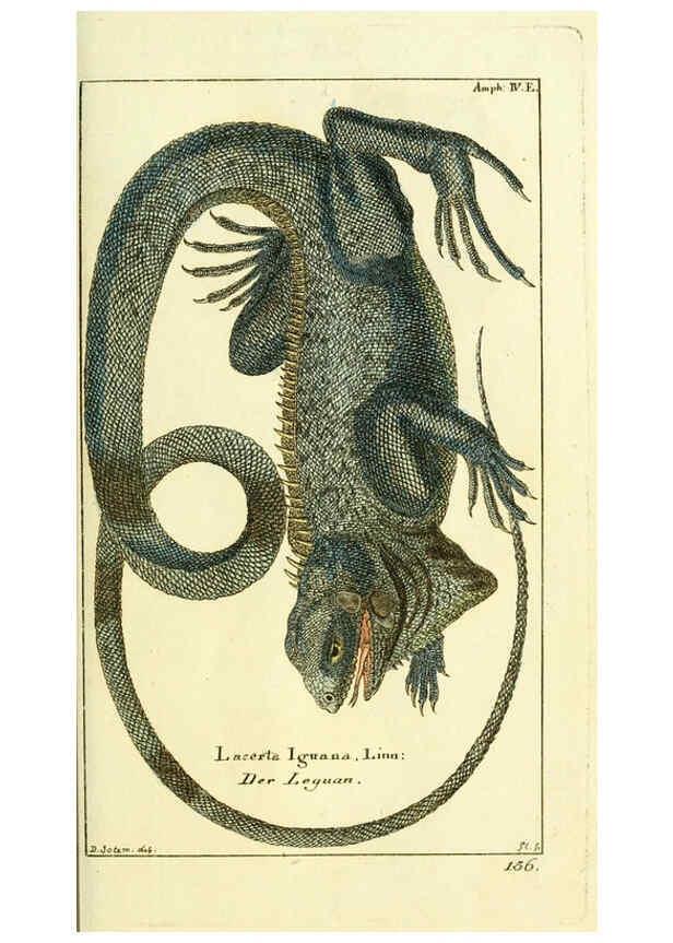 Reproducción/Reproduction 5987755059: Gemeinnüzzige Naturgeschichte des Thierreichs bd. 4 plates Berlin ;bei Gottlieb August Lange,1780-1789