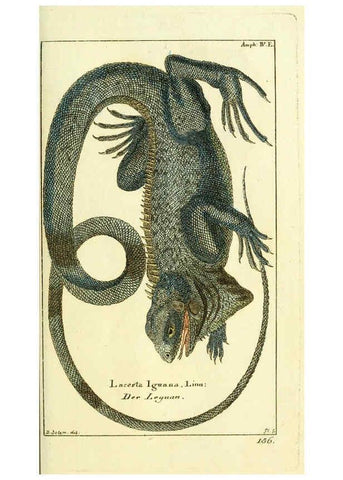 Reproducción/Reproduction 5987755059: Gemeinnüzzige Naturgeschichte des Thierreichs bd. 4 plates Berlin ;bei Gottlieb August Lange,1780-1789