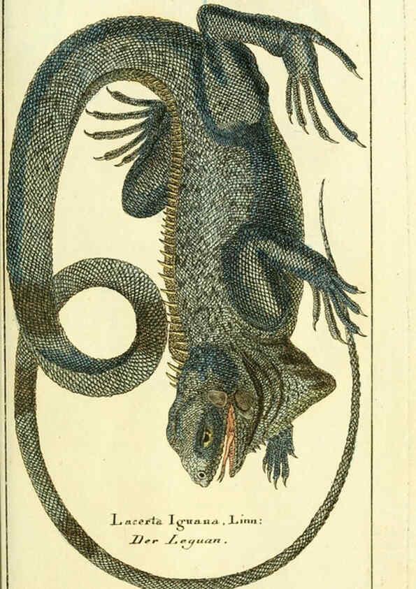 Reproducción/Reproduction 5987755059: Gemeinnüzzige Naturgeschichte des Thierreichs bd. 4 plates Berlin ;bei Gottlieb August Lange,1780-1789