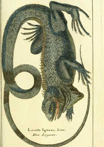 Reproducción/Reproduction 5987755059: Gemeinnüzzige Naturgeschichte des Thierreichs bd. 4 plates Berlin ;bei Gottlieb August Lange,1780-1789