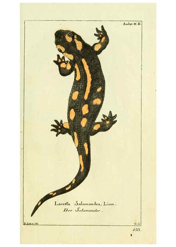 Reproducción/Reproduction 5987754817: Gemeinnüzzige Naturgeschichte des Thierreichs bd. 4 plates Berlin ;bei Gottlieb August Lange,1780-1789