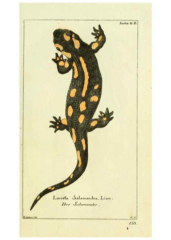 Reproducción/Reproduction 5987754817: Gemeinnüzzige Naturgeschichte des Thierreichs bd. 4 plates Berlin ;bei Gottlieb August Lange,1780-1789