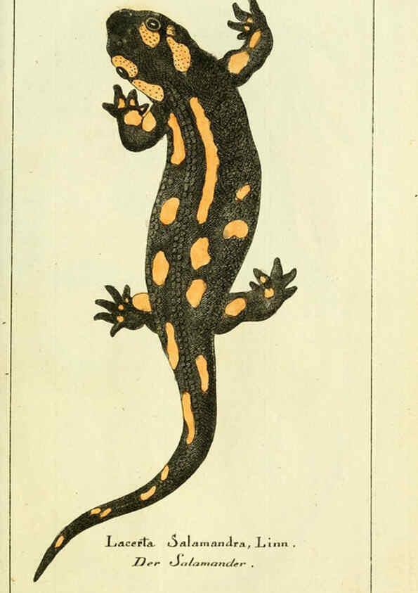 Reproducción/Reproduction 5987754817: Gemeinnüzzige Naturgeschichte des Thierreichs bd. 4 plates Berlin ;bei Gottlieb August Lange,1780-1789