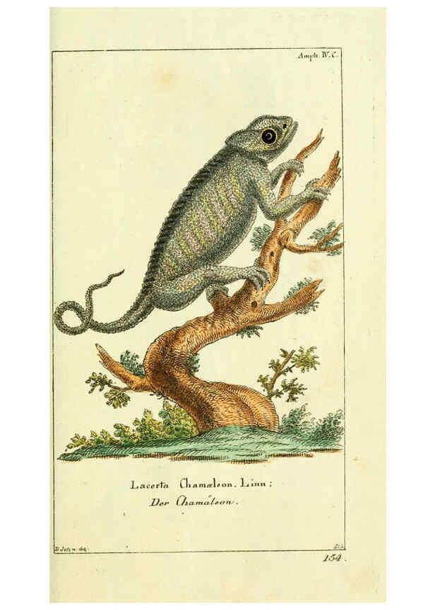 Reproducción/Reproduction 5988317852: Gemeinnüzzige Naturgeschichte des Thierreichs bd. 4 plates Berlin ;bei Gottlieb August Lange,1780-1789