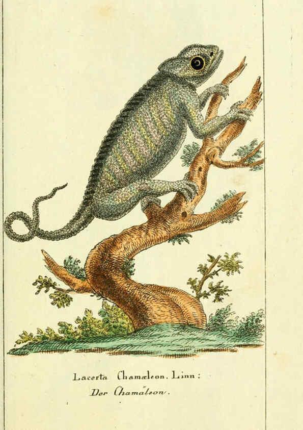 Reproducción/Reproduction 5988317852: Gemeinnüzzige Naturgeschichte des Thierreichs bd. 4 plates Berlin ;bei Gottlieb August Lange,1780-1789