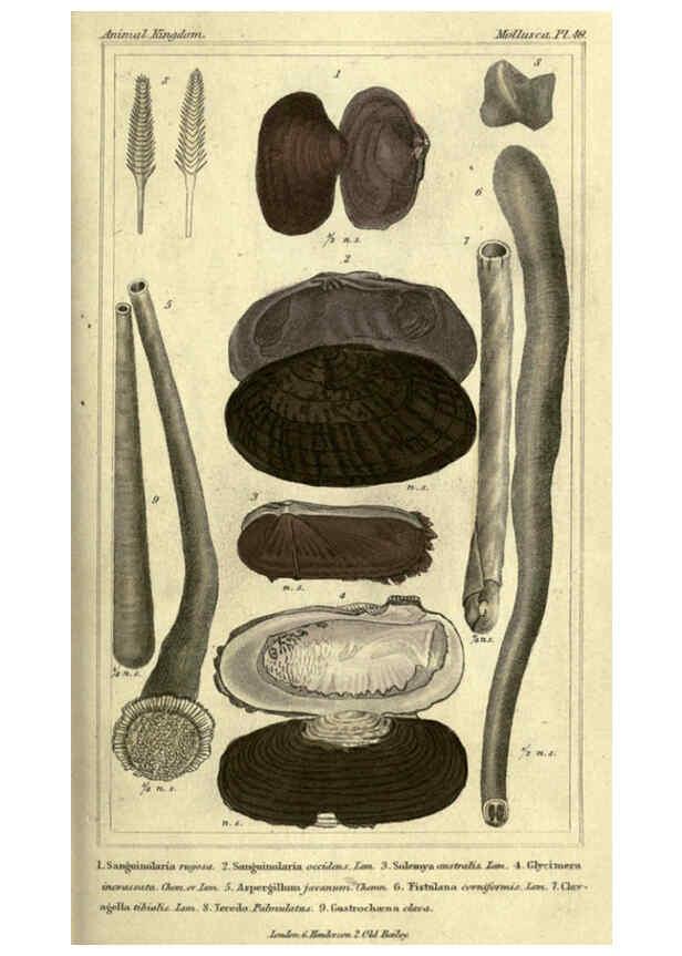 Reproducción/Reproduction 5987349763: The animal kingdom, arranged according to its organization London :G. Henderson,1834