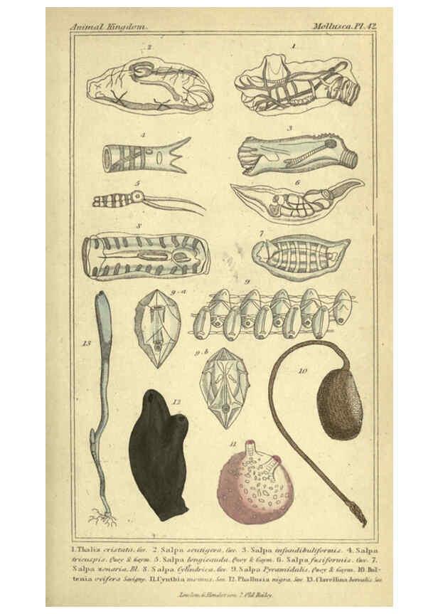 Reproducción/Reproduction 5987350235: The animal kingdom, arranged according to its organization London :G. Henderson,1834