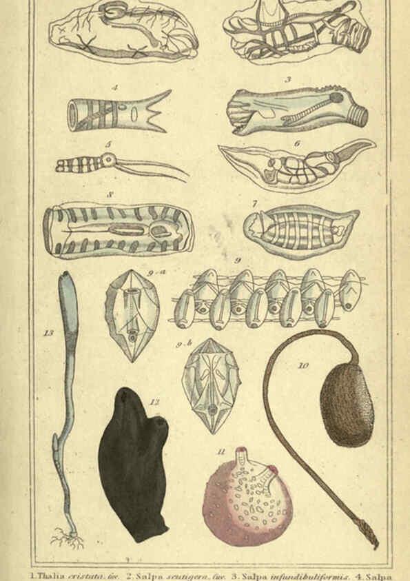Reproducción/Reproduction 5987350235: The animal kingdom, arranged according to its organization London :G. Henderson,1834