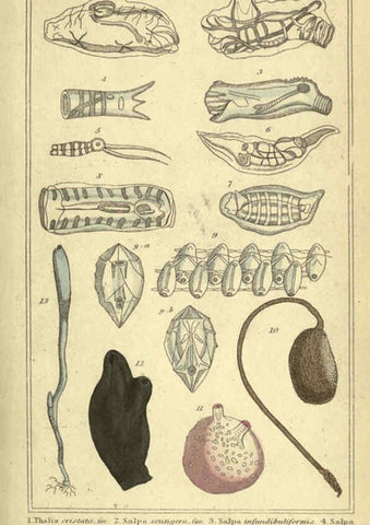 Reproducción/Reproduction 5987350235: The animal kingdom, arranged according to its organization London :G. Henderson,1834